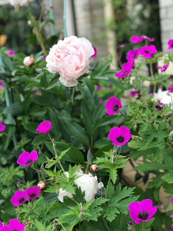 Is your garden a burden?