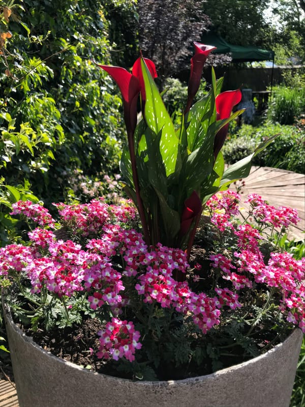 Pots and containers for emergency colour